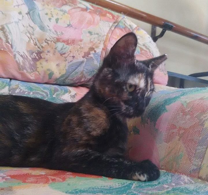 Nombre: Bimba