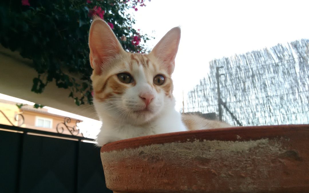 Nombre: Donut