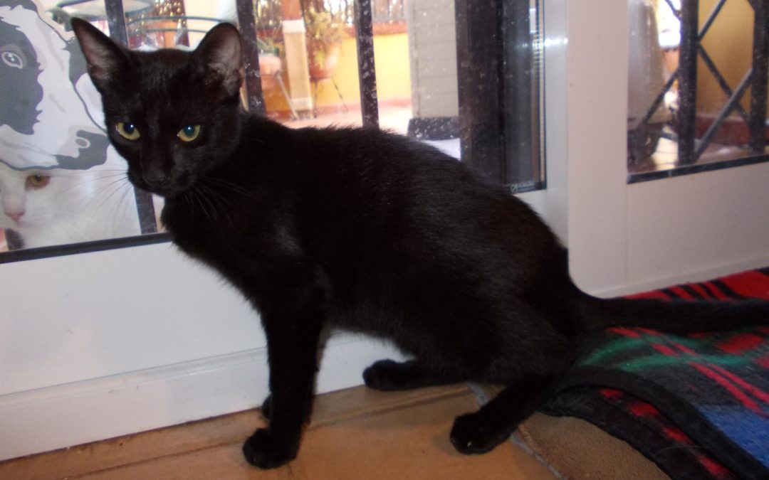 Nombre: Misty