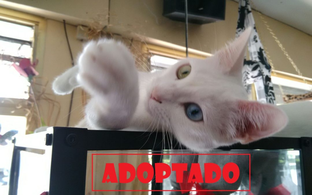 Nombre: Izzy