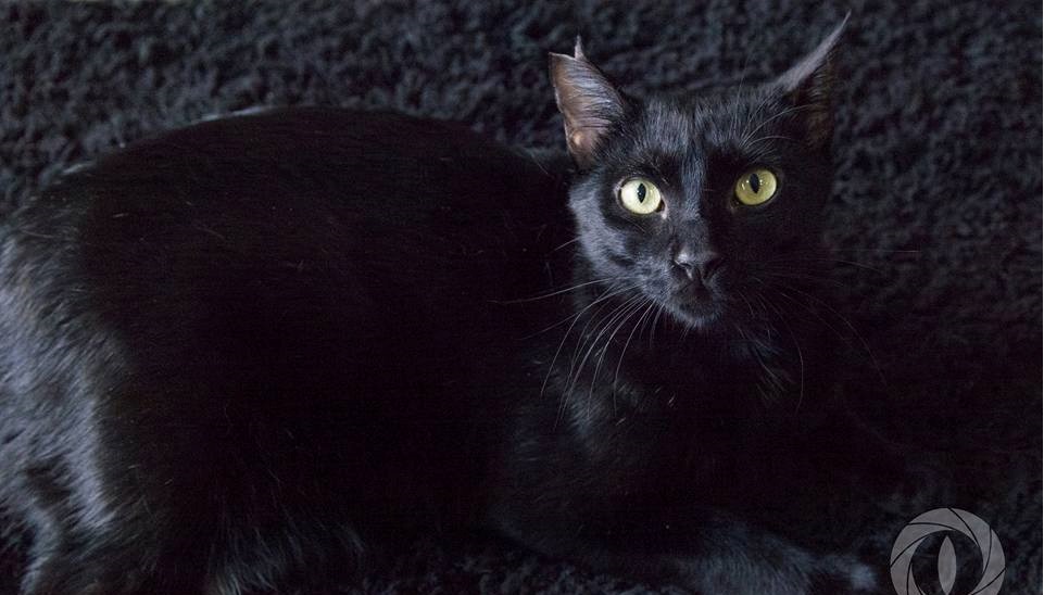 Nombre: Blacky